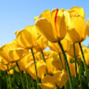 Meet your Posher, Goldy